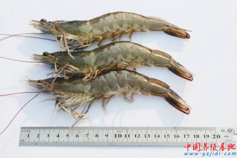 深海宝藏:海洋生物制品的发展与应用