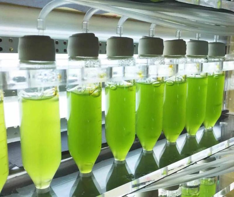 湛江生物科技：推动未来产业前行的力量